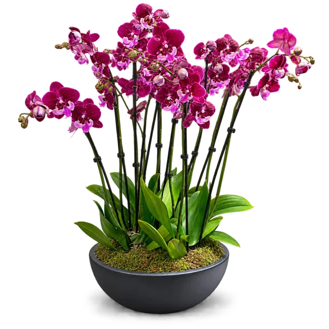 Elegant Orchid Arrangement